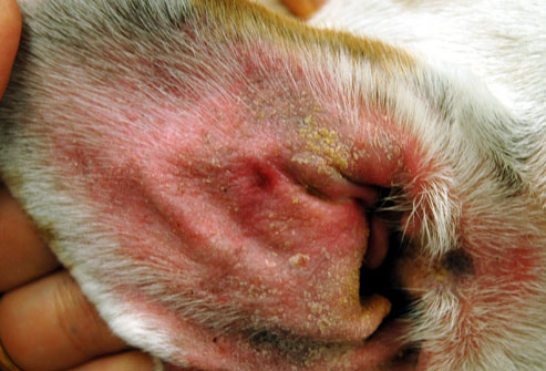 pes má kvasinky, kvasinková infekce pes, clorexyderm pro psy