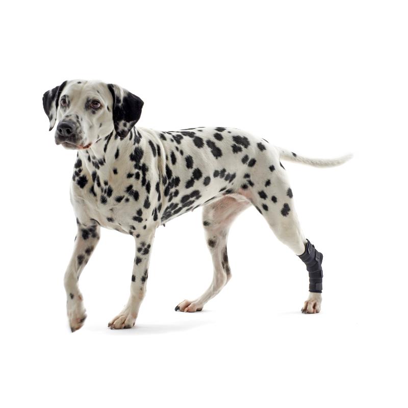 KRUUSE Rehab bandáž na hlezno pro psa XL